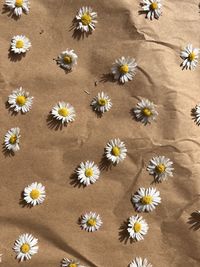Close-up of flowers