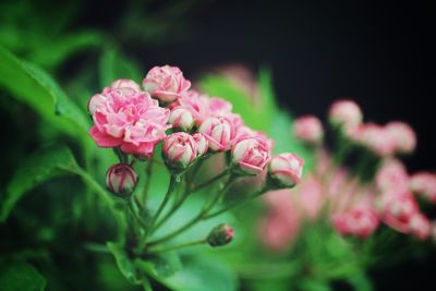 Close-up of pink flowering plant