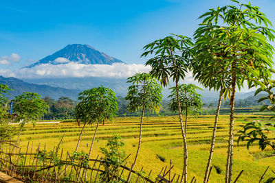 Scenic view of farm against sky