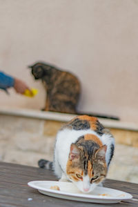 Cat resting on table