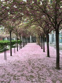 Footpath amidst trees in park