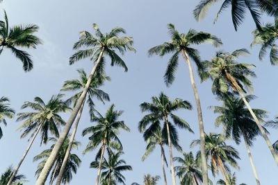 Low angle view of trees against sky