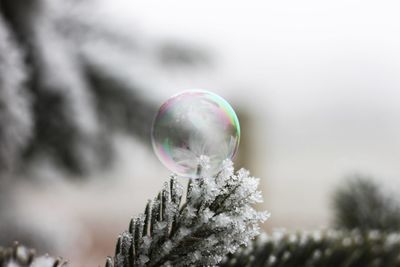 Close-up of bubbles against trees