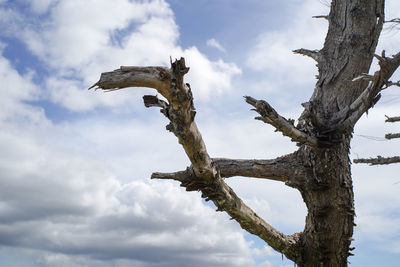 Low angle view of a tree