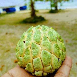 Close-up of hand holding leaf