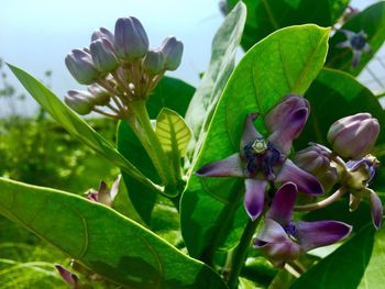 Close-up of flowers blooming outdoors