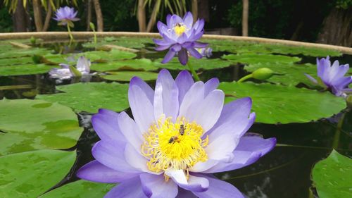 Close-up of purple water lilies blooming in pond