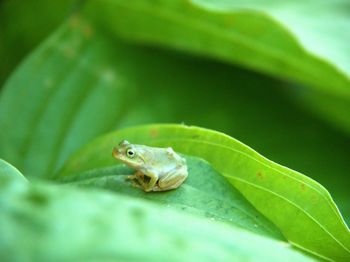 Close-up of frog on leaf