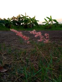 Scenic view of grassy field against sky