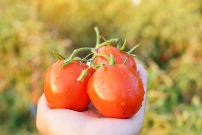 Cropped hand of person holding wet red tomatoes at farm