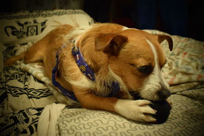 Dog sleeping on bed at home