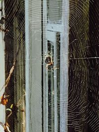 Close-up of spider on web