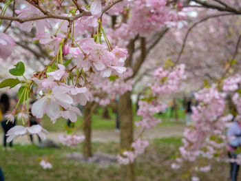 Close-up of pink cherry blossoms in spring