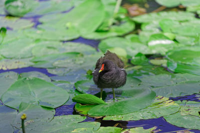 Common moorhen walking over leaves of water lilies