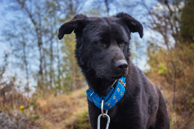 Black dog looking away