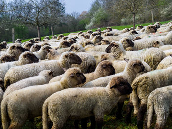 View of sheep on farm