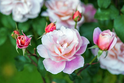 Distant drums rose - pink floribunda roses bloom in the garden