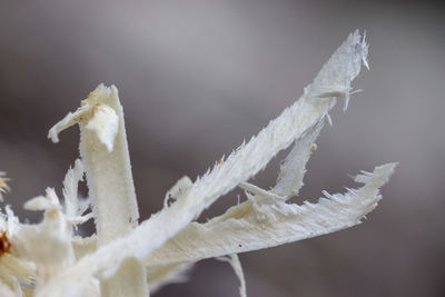 Close-up of frozen plant during winter