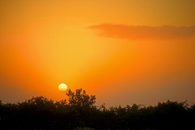 Low angle view of silhouette trees against orange sky