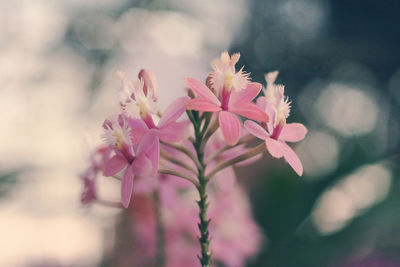 Close-up of pink flowers blooming outdoors