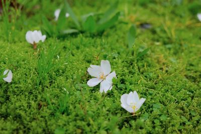 Close-up of white flower on field