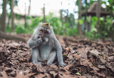 Monkey sitting on a field