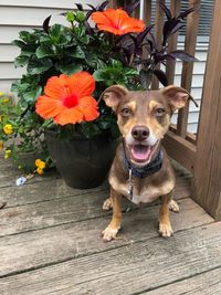 Portrait of dog sitting against potted plant