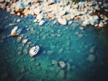 High angle view of snake on rock