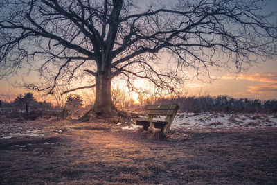 Scenic view of bare tree against sky during sunset