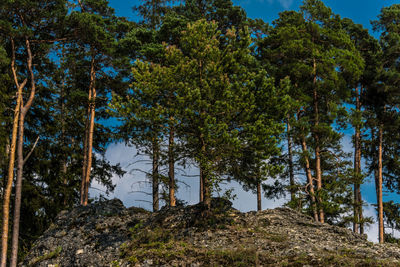Low angle view of trees in forest against sky