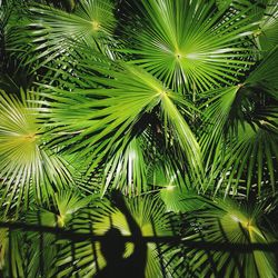 Close-up of palm tree