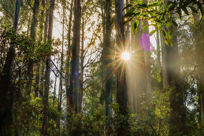 Sunlight streaming through trees in forest