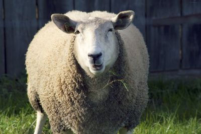 Portrait of sheep standing on grassy field