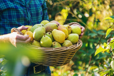 Midsection of man picking apples in basket