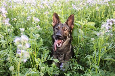 Portrait of a dog