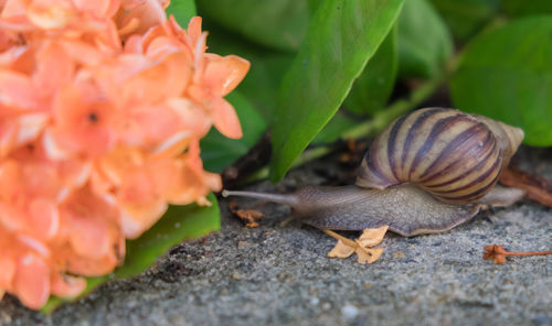 Close-up of snail on flower