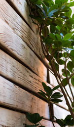Low angle view of plant against wall