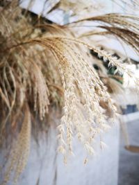 Close-up of stalks against the sky