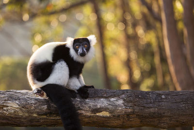 Monkey sitting on tree branch