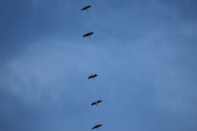 Low angle view of birds flying in sky
