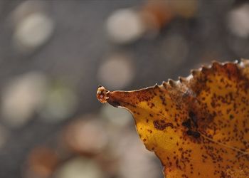 Close-up of lizard on leaf