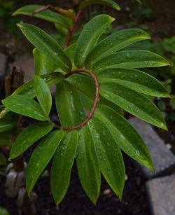 High angle view of wet plant leaves during rainy season