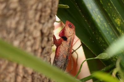 Side view of chameleon walking on tree trunk