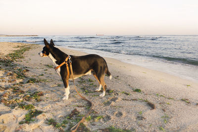 A dog at the beach