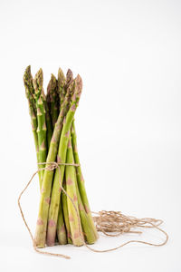 Close-up of dead plant against white background