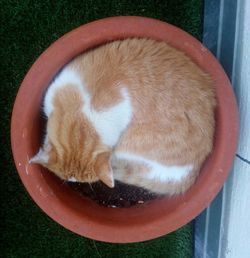 High angle view of cat sleeping