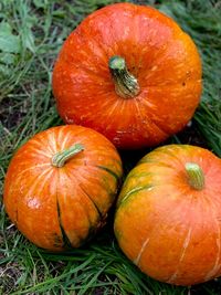 3 orange pumpkins on the ground