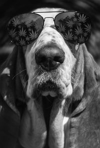 Close-up of dog wearing glasses 