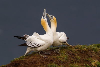 High angle view of gannets on field by sea