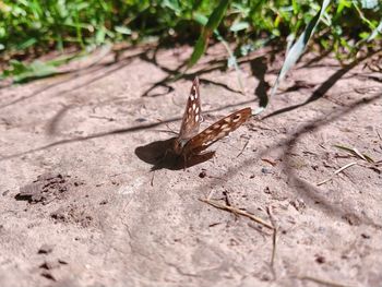 Close-up of butterfly on leaf